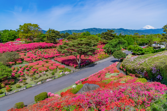 次見られるのは1年後(涙)【伊東市】「子どもと一緒に見に行きたい」小室山公園のつつじ観賞会