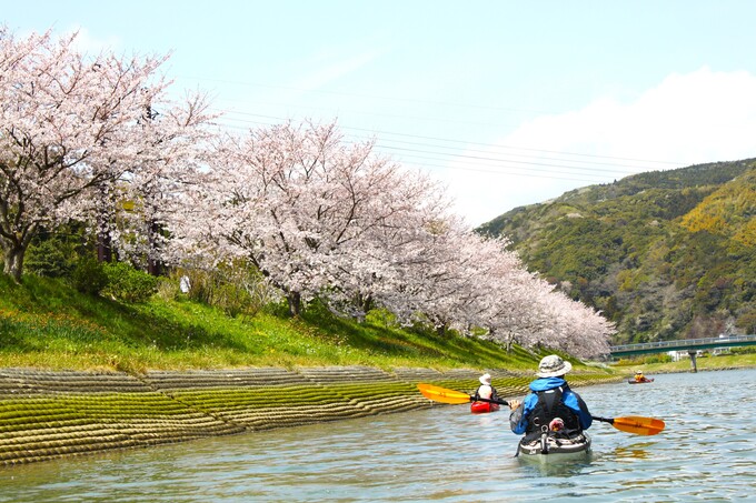 この花見スタイル初めて！【南伊豆町】「親子で楽しい思い出作りを♪」弓ヶ浜さくらツアー