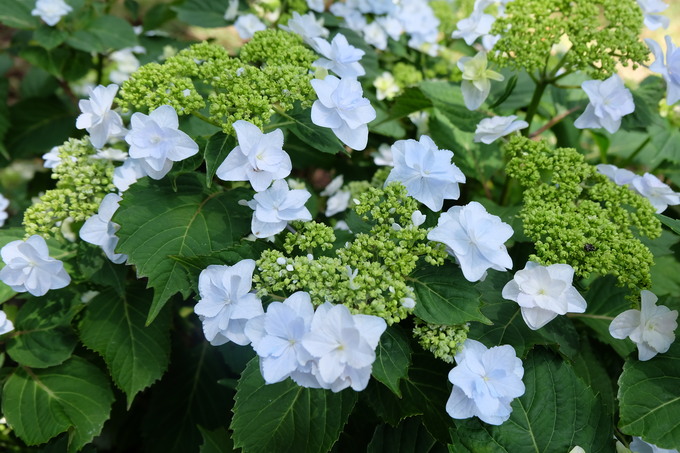 オリジナル品種「覇王（ハオウ）」 .JPG