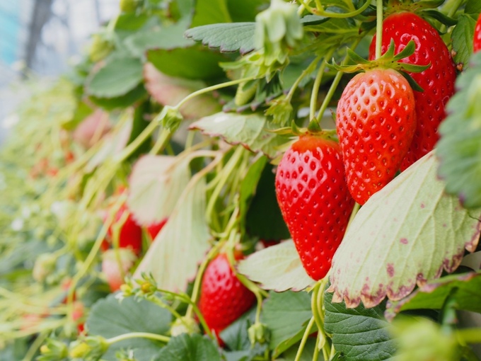 【浜松市】浜松でも石垣イチゴのイチゴ狩り！？リピーターの多さでじゃらんからも表彰された「根本山観光農園長良園」