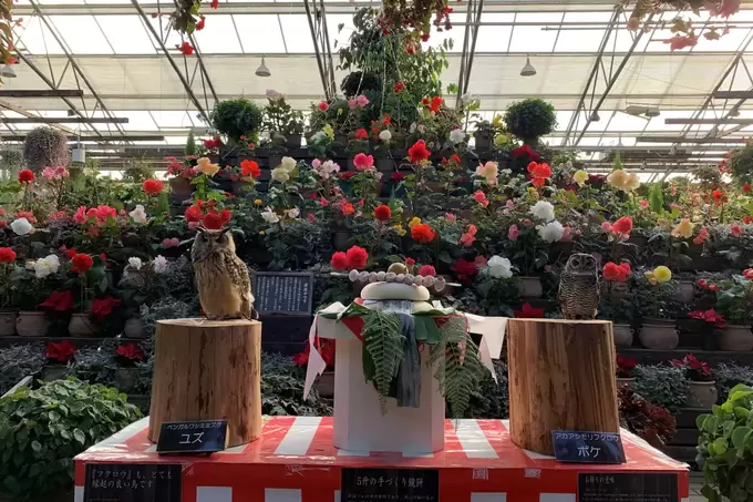 三連休がラストチャンス（泣）雨でも楽しめるお出かけスポット【富士花鳥園】「今行かなきゃ一生後悔！？」