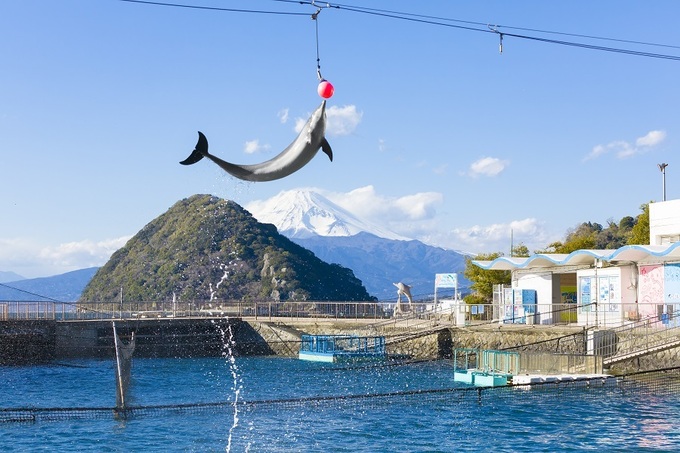 mitosea019.jpg