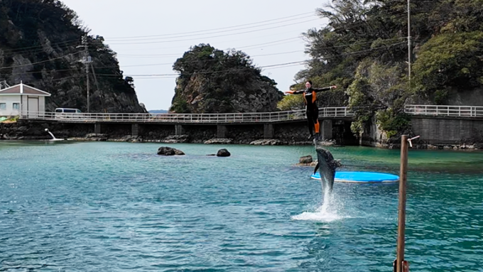 下田海中水族館_イルカショー1.png