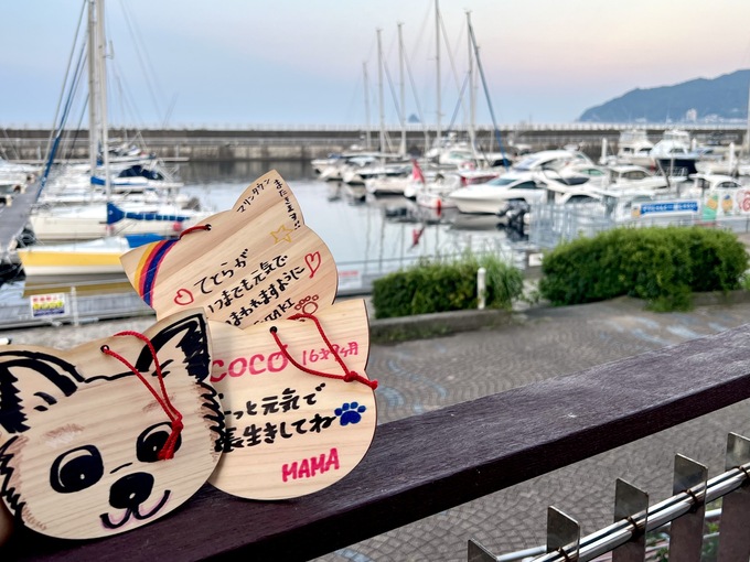 【道の駅・伊東マリンタウン】でしか買えない！ワンちゃん・ネコちゃんと思い出づくり♡「神社に行かなくてもいいんです」