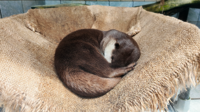 下田海中水族館_コツメカワウソ1.png