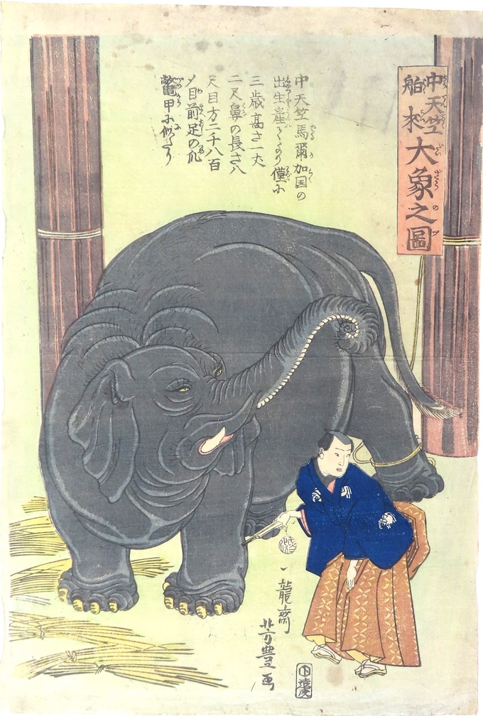 5_Elephant.JPG