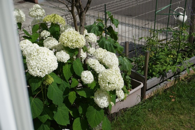 ユニクロ紫陽花.JPG