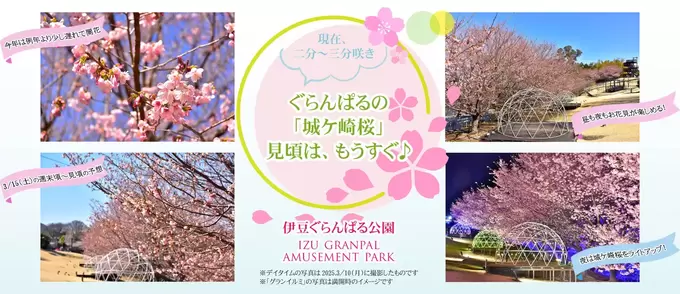 "300本の桜"は圧巻！「毎年お花見はココです」【3/14（金）〜来週】「城ケ崎桜」が見頃です！【伊豆ぐらんぱる公園】「城ケ崎桜」が見頃！