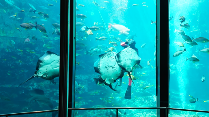 下田海中水族館_魚のエサやり1.png