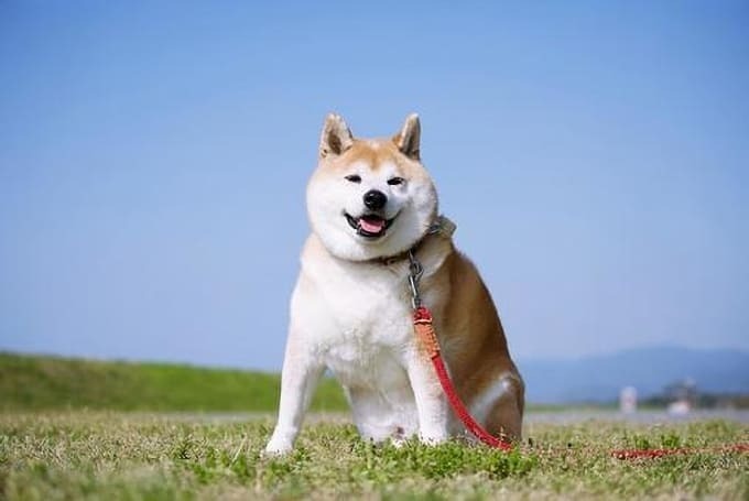 いぬっこ.jpg