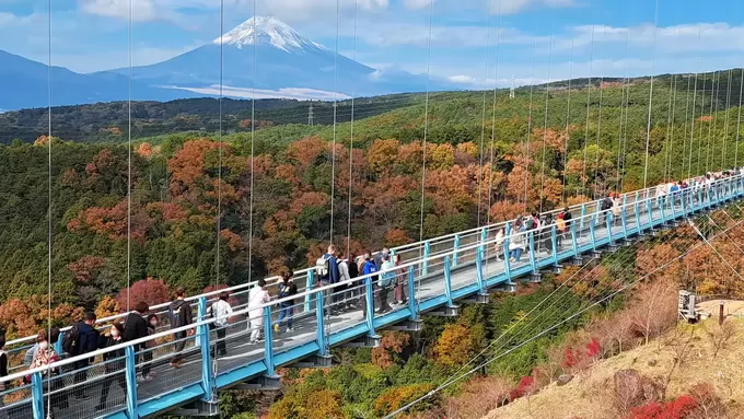 紅葉とスイーツの欲張りセット！【三島スカイウォーク】橋の上は“絶景渋滞”中♪「空紅葉」と「飲むアップルパイ」で秋の満足度ぶっちぎり！