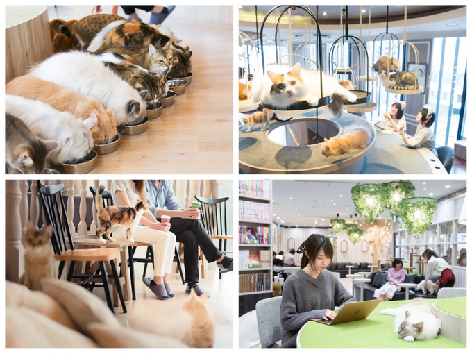 ついに静岡初出店！癒し系すぎる【猫カフェ】写真撮影自由！眼福“ごはんタイム”あり！毎日通いたい♡新スポット