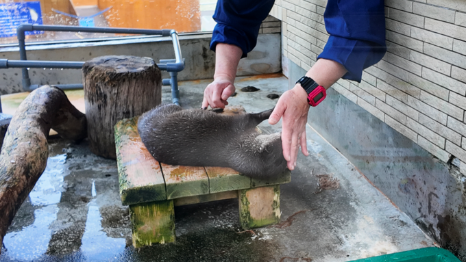 下田海中水族館_コツメカワウソ体調チェック.png