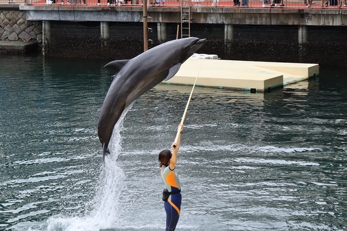 mitosea07.JPG