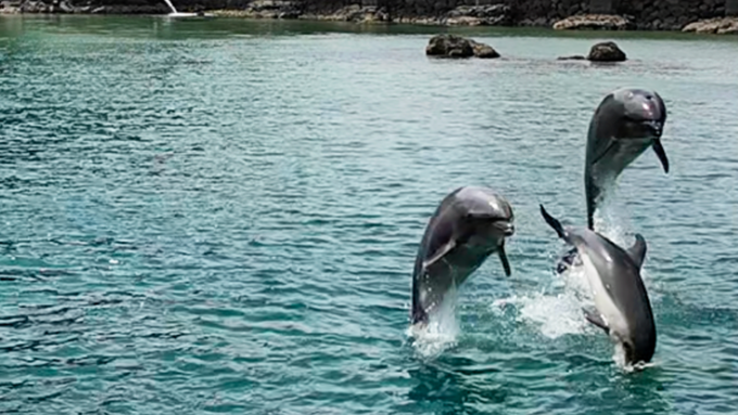 下田海中水族館_イルカショー2.png