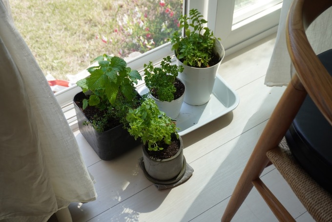 GG植物日当たり.JPG