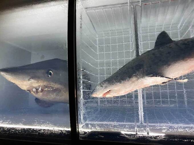 ぶるぶるっ！サメ肌に触れる！？エサやり体験！夏休みは【下田海中水族館】「しゃーく熱のシャーク展」でスリリングなサメざんまい◎