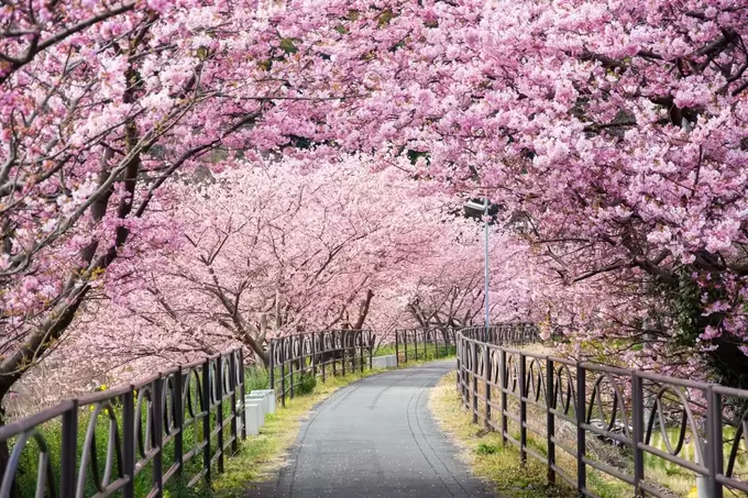250215_sakura5.webp