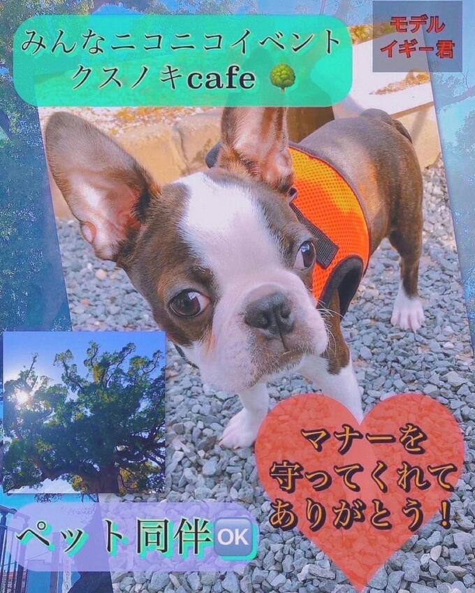 クスノキ (4).jpg