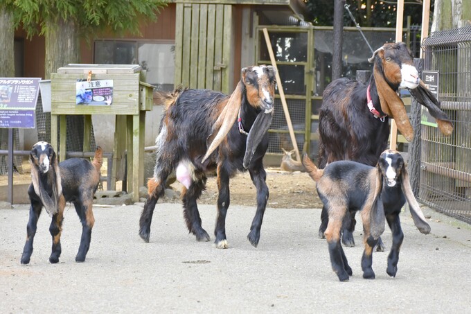 今しか見られない！【伊東市】「かわいすぎて一日中いられる♪」伊豆シャボテン動物公園で赤ちゃん誕生！