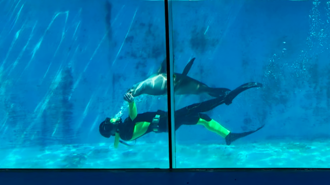 下田海中水族館_水中ショー1.png
