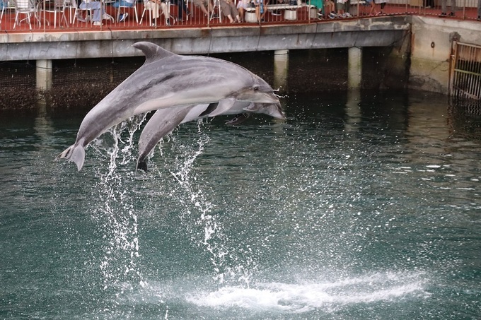 mitosea09.JPG