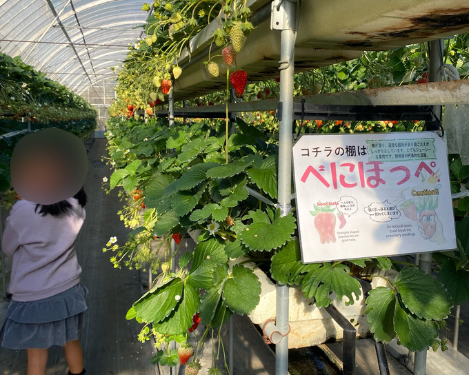 【まだ間に合う！】GWに行ける伊豆のいちご狩りスポット！キッズスペース完備【イエス！ストロベリー】