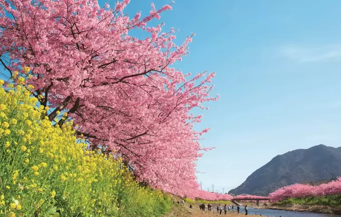 桜"道明寺"？に桜甘酒、ぜんざいがついてくる♡【お花見】にぴったりな桜スイーツを堪能しよう♫