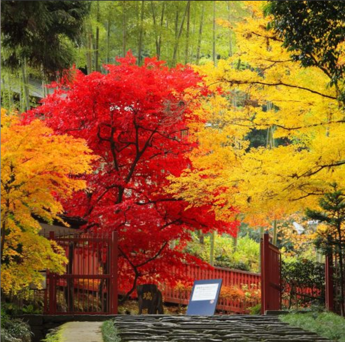 瑞鳳殿 紅葉‗瑞鳳殿公式HP.png