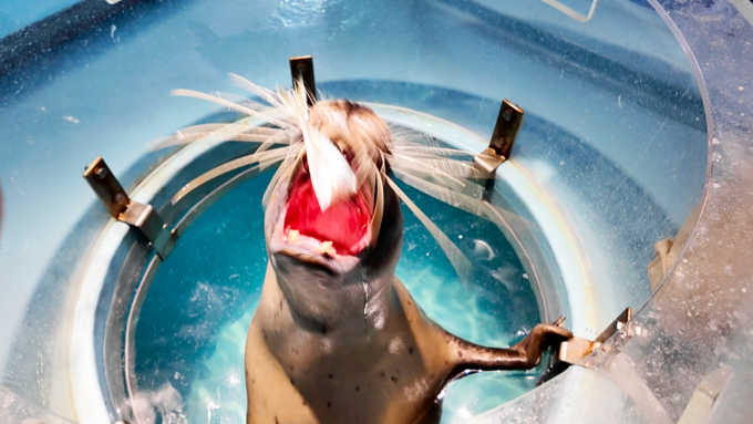下田海中水族館_アザラシご飯2.png
