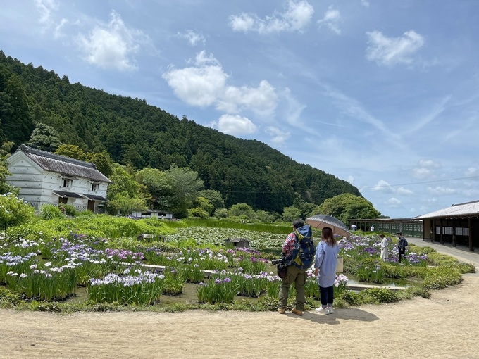 え、ウソ！今年で見納め（涙）「駆け込む人続出！？」掛川【加茂荘花鳥園】花菖蒲＆アジサイが見ごろ