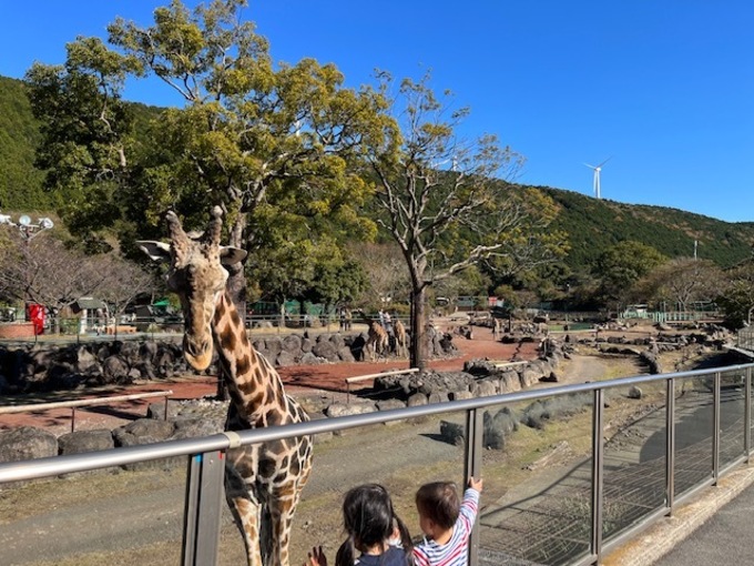ここはサバンナ?!あまりの大迫力に子どもたち大興奮!ホワイトタイガーも見れる動物園【東伊豆・伊豆アニマルキングダム】