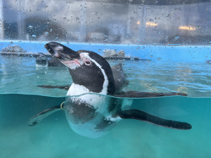 アクセス方法はなんと船!?無人島がまるごと水族館になった【あわしまマリンパーク】見どころ・楽しみ方を徹底解説!