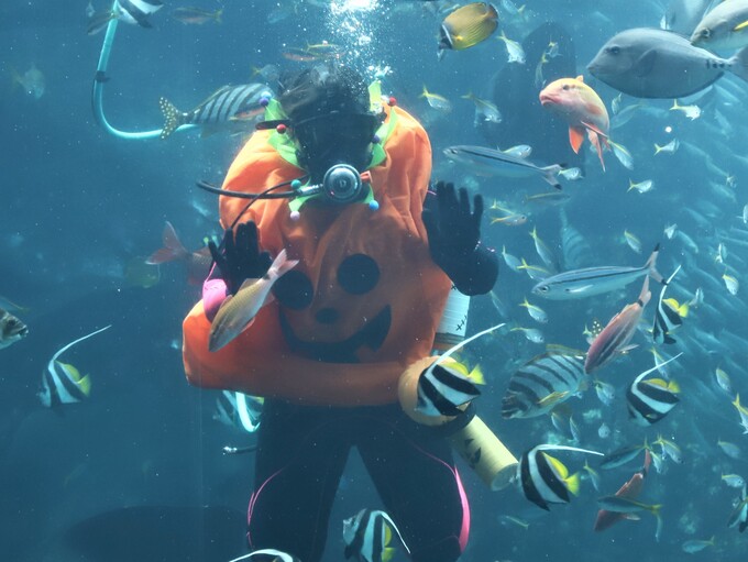 下田海中水族館2020年パンプキンダイバー001.jpg