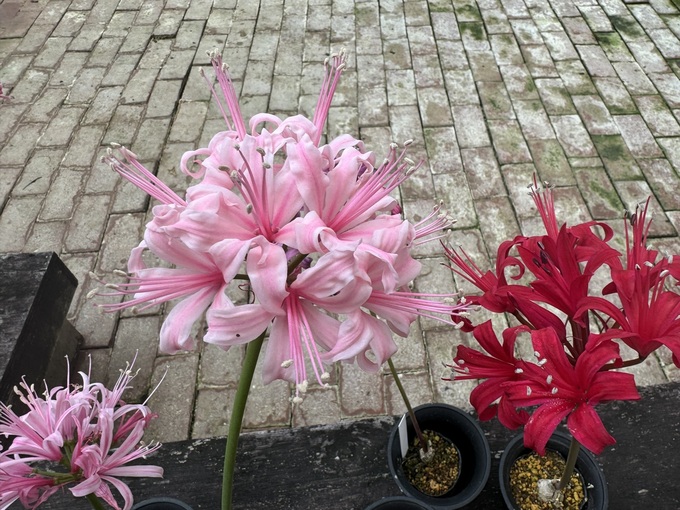 花アップ.jpg