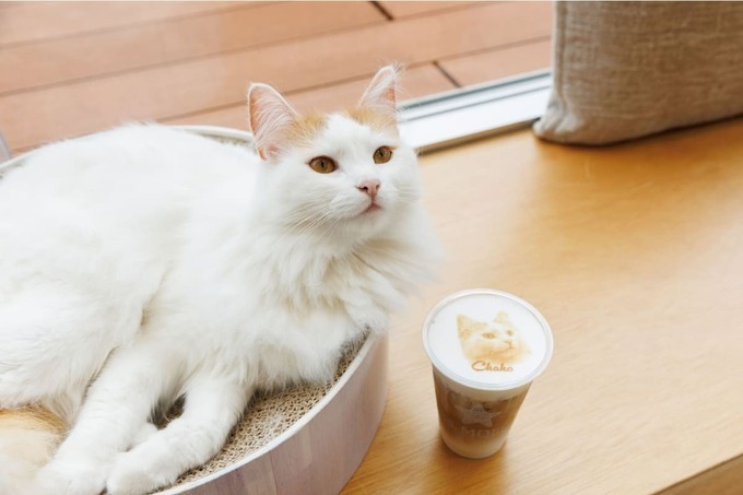 やーん癒される♡【仙台初出店】尊い「猫まみれカフェ」爆誕!仙台駅前すぐって「誘惑ヤバい」毎日吸い込まれる!?