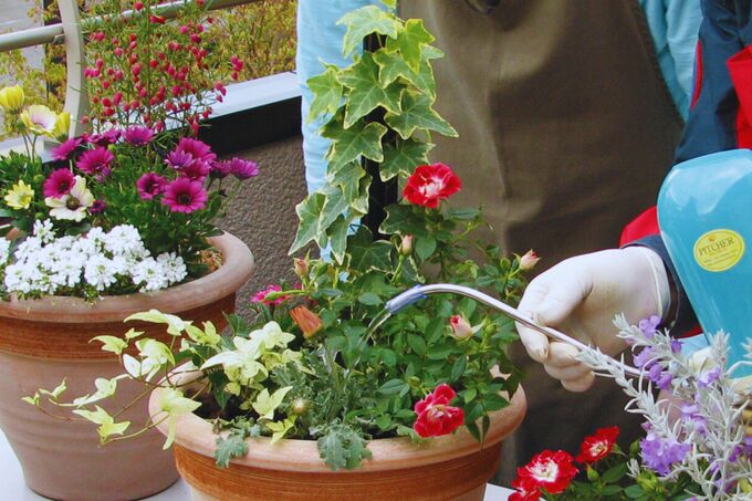 寄せ植え（水やり）.jpg