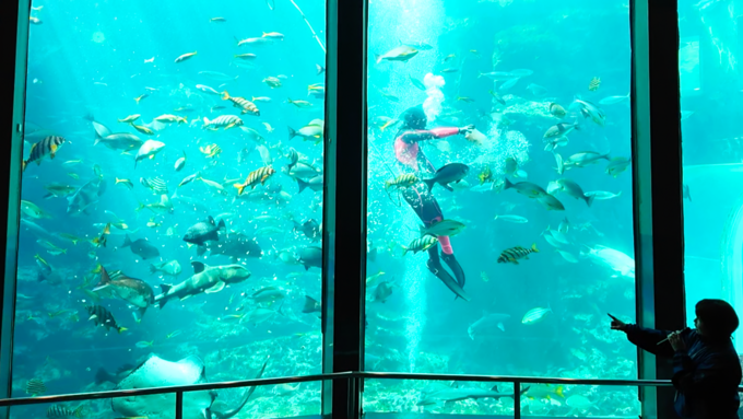 下田海中水族館_魚のエサやり2.png
