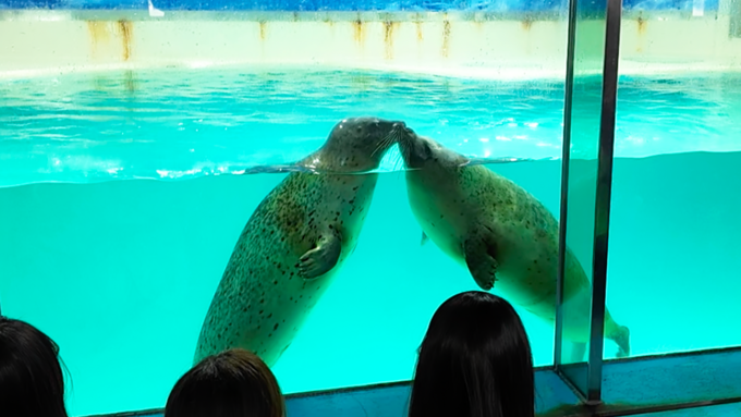 下田海中水族館_アザラシショー2.png