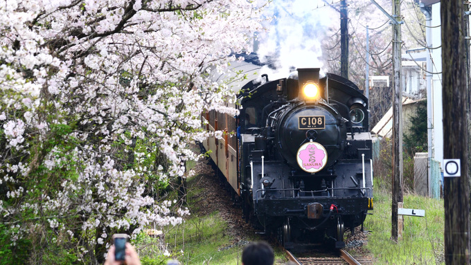 機関車の窓から桜が見れる!?【春限定の桜列車】「増発運転は2週間だけ」親子で出かけてみよう