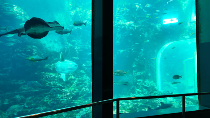 下田海中水族館_アクアホール3.png