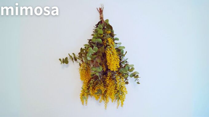 スワッグの花材として人気のミモザ