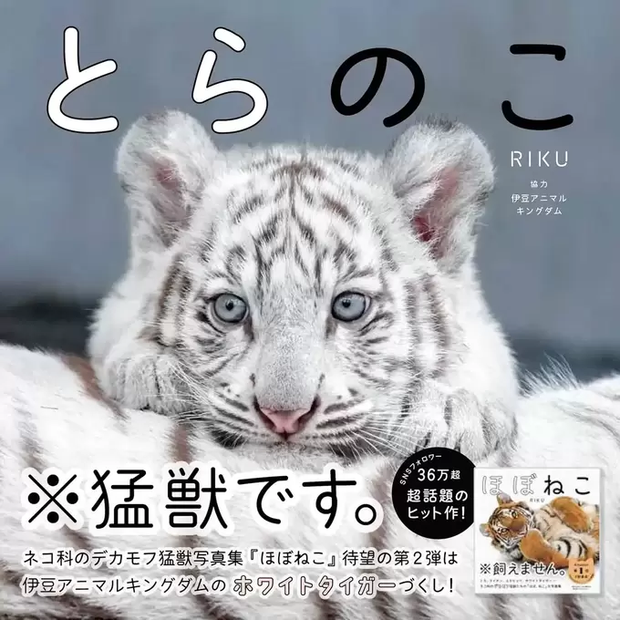 可愛すぎて即重版！【とらのこ】写真集プレゼントキャンペーン♪「尊くて泣けてくる」と話題沸騰！伊豆アニマルキングダムのホワイトタイガー
