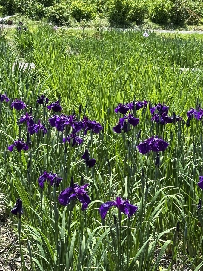 加茂花鳥園03.jpg
