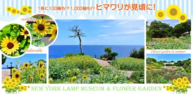まるで天空の海外リゾート♡【1,000輪咲きのヒマワリと青い海】常識を覆す!9月まで楽しめる「驚きのヒマワリ畑」