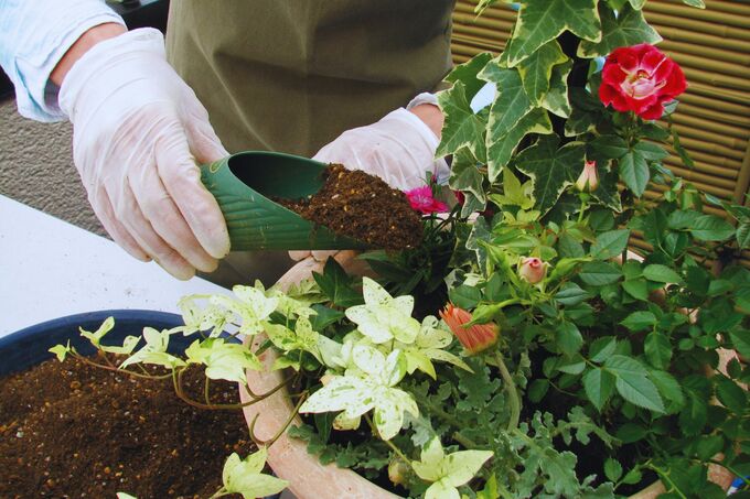 寄せ植え（土を詰める）.jpg
