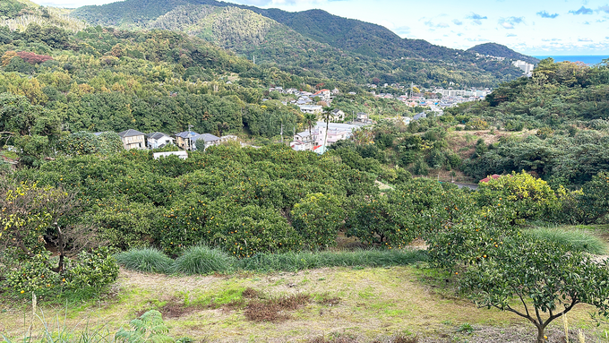 泰山園_丘の上.png