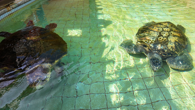 下田海中水族館_入り口にいたカメ.png