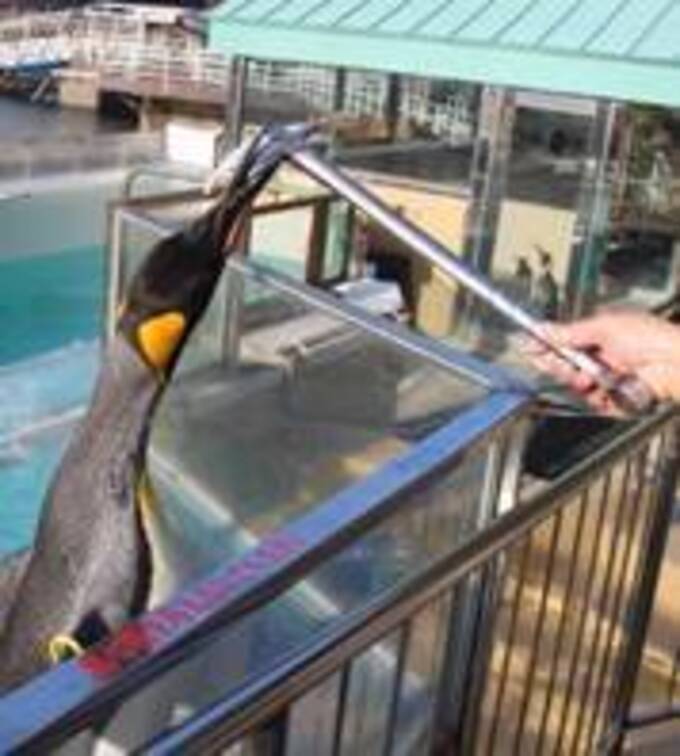 アジ？あじさい？【下田海中水族館】「6月は下田がアツい！」アジまみれの特別イベント【鯵祭（あじさい）】
