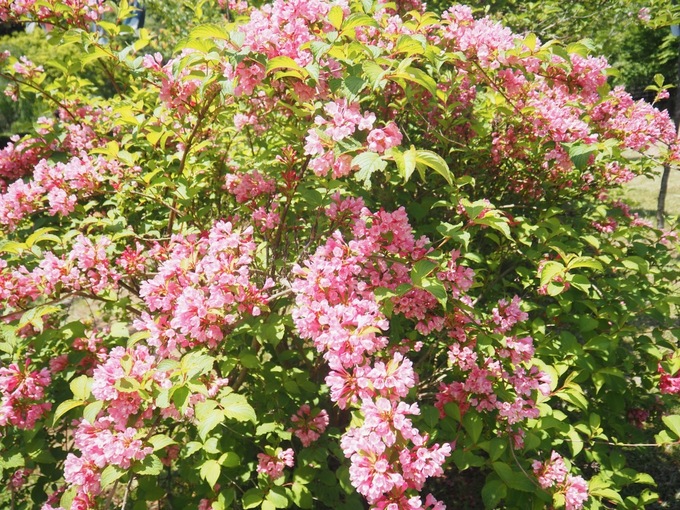6. 花.jpeg